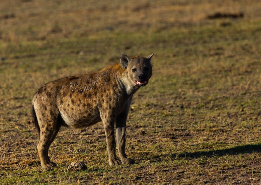 Hyena Attack in Kajiado