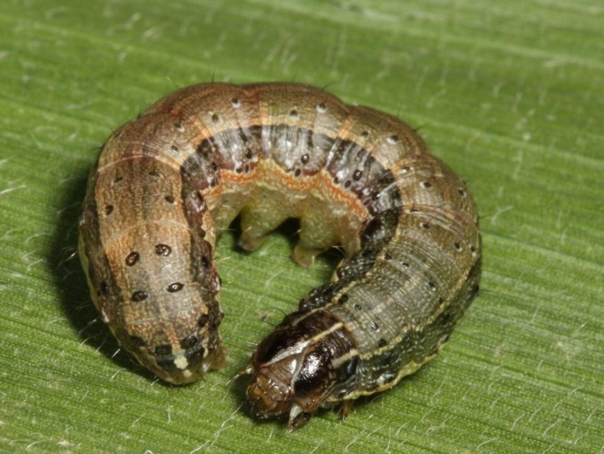 PS calls for concerted efforts to combat the African armyworm pests