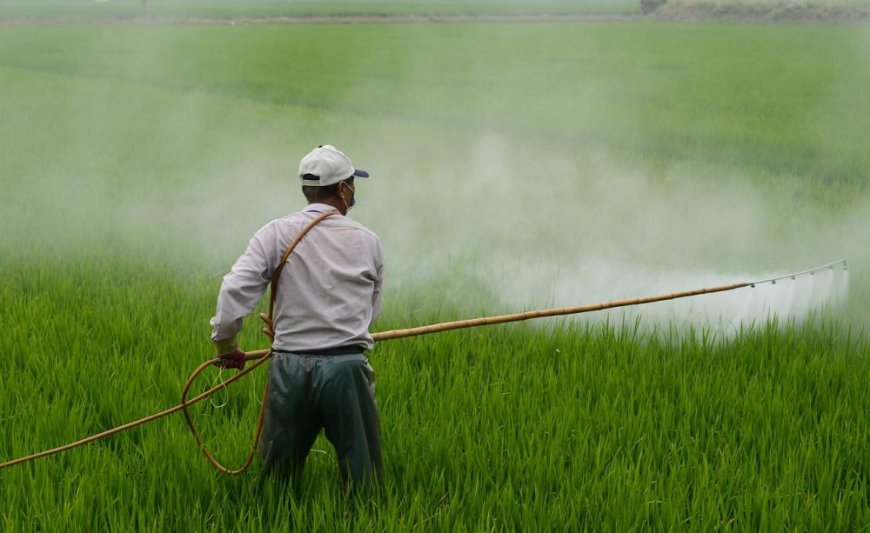 Use Herbicides for higher yields and easier weed control, research reveals