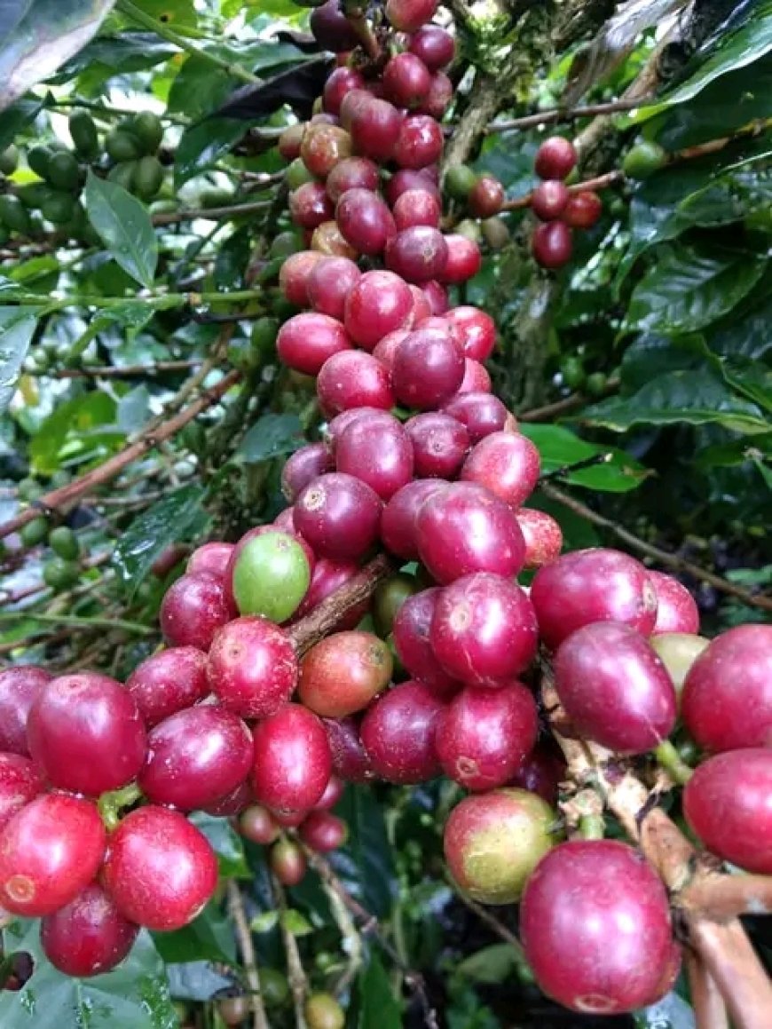 Kenya's coffee exports earnings fall on low global prices