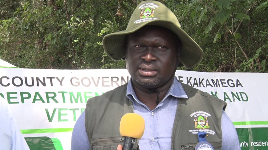 Kakamega to utilize chicken, goats to improve lives of rural farmers