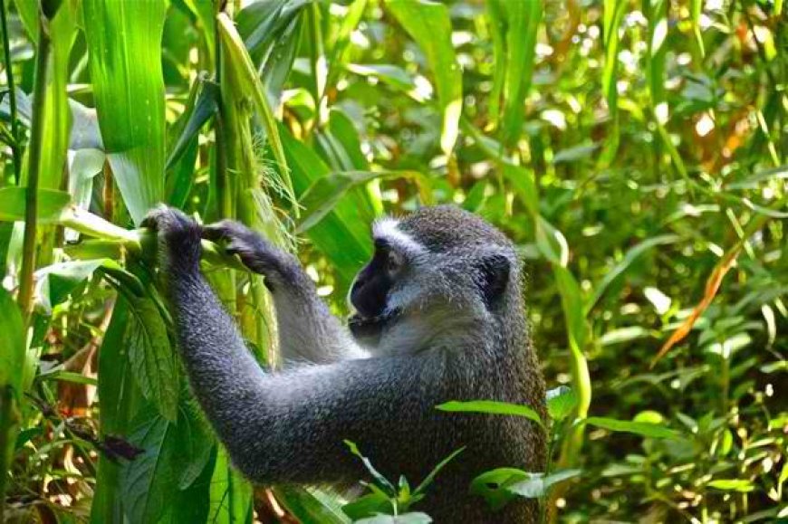 Farmers in Ndumberi might lose their crops due to Monkey invasion