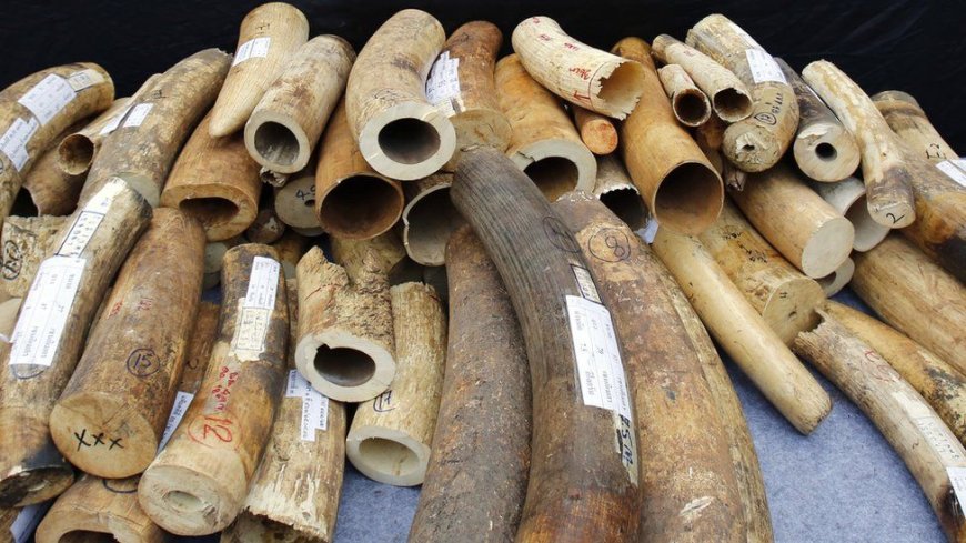 Two men in Court over Ivory