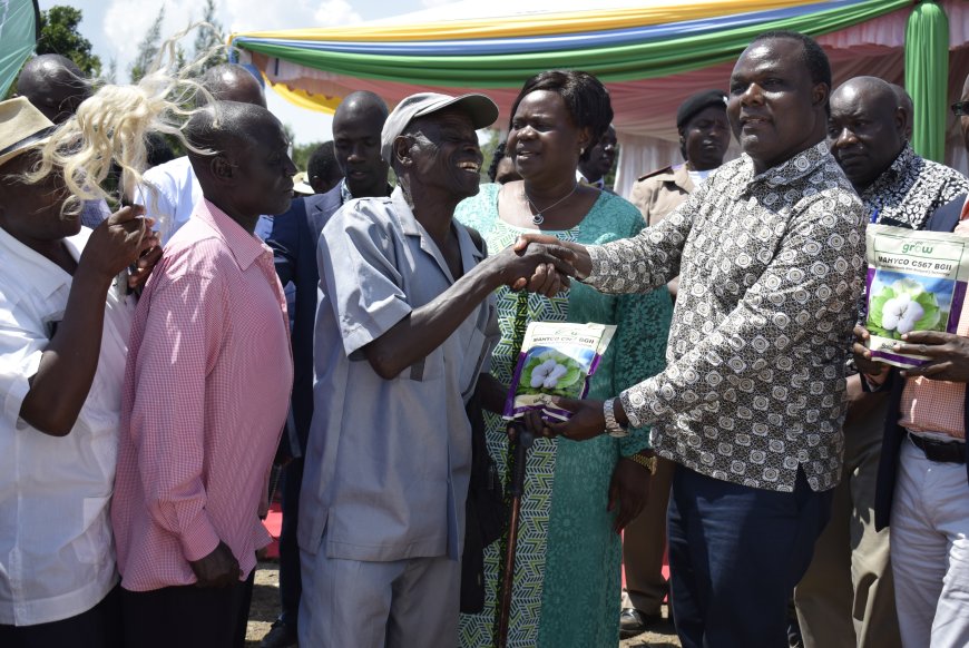 Homa Bay farmers benefit from cotton seeds