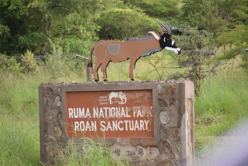 The Fearless, but Subtle Ruma Endangered Roan Antelope