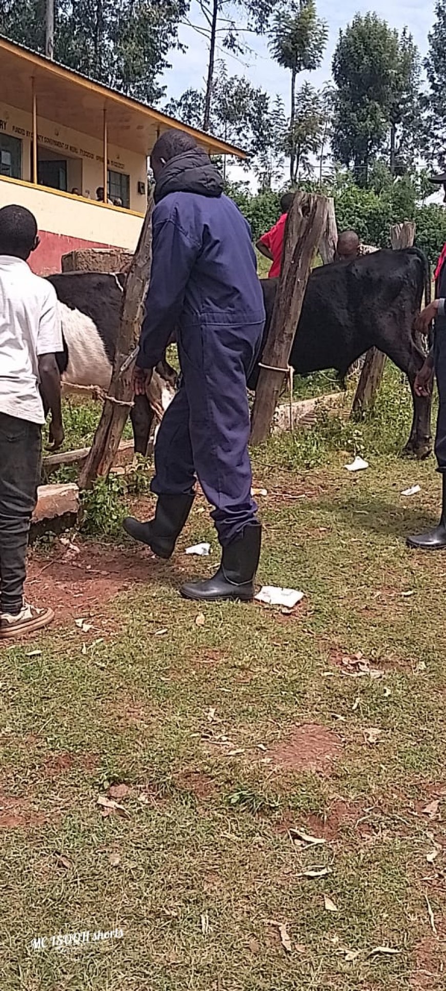 Farmers in Igembe North asked urged to have their livestock vaccinated