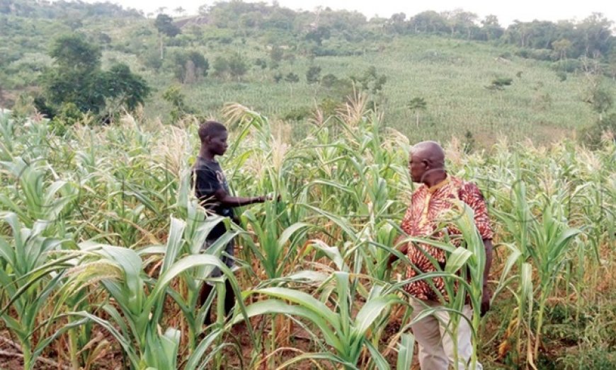 Farmers urged to take advantage of the dry spell to harvest their maize