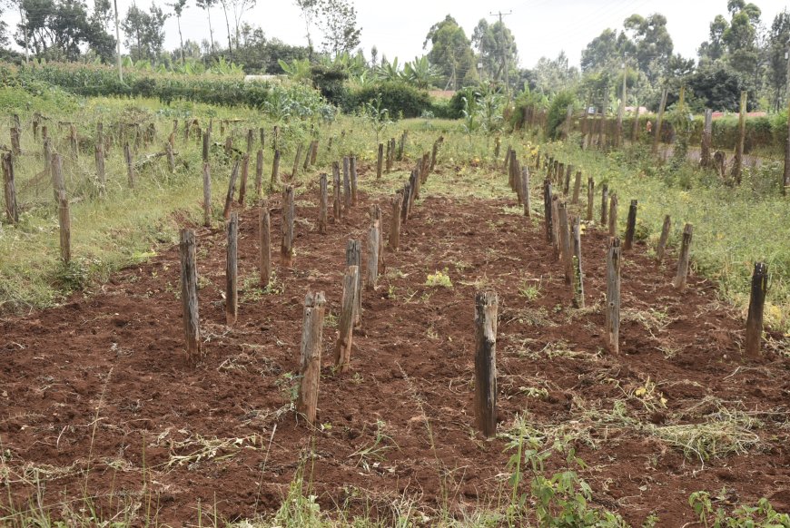 CharlesFrustrated Gatundu coffee farmers decry collapsing factories, put hope on government interventions