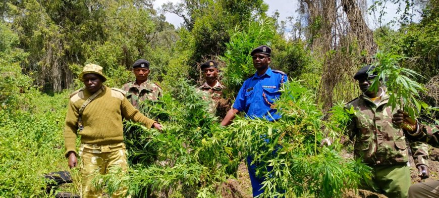 Multi-agency team destroys over five tonnes of marijuana