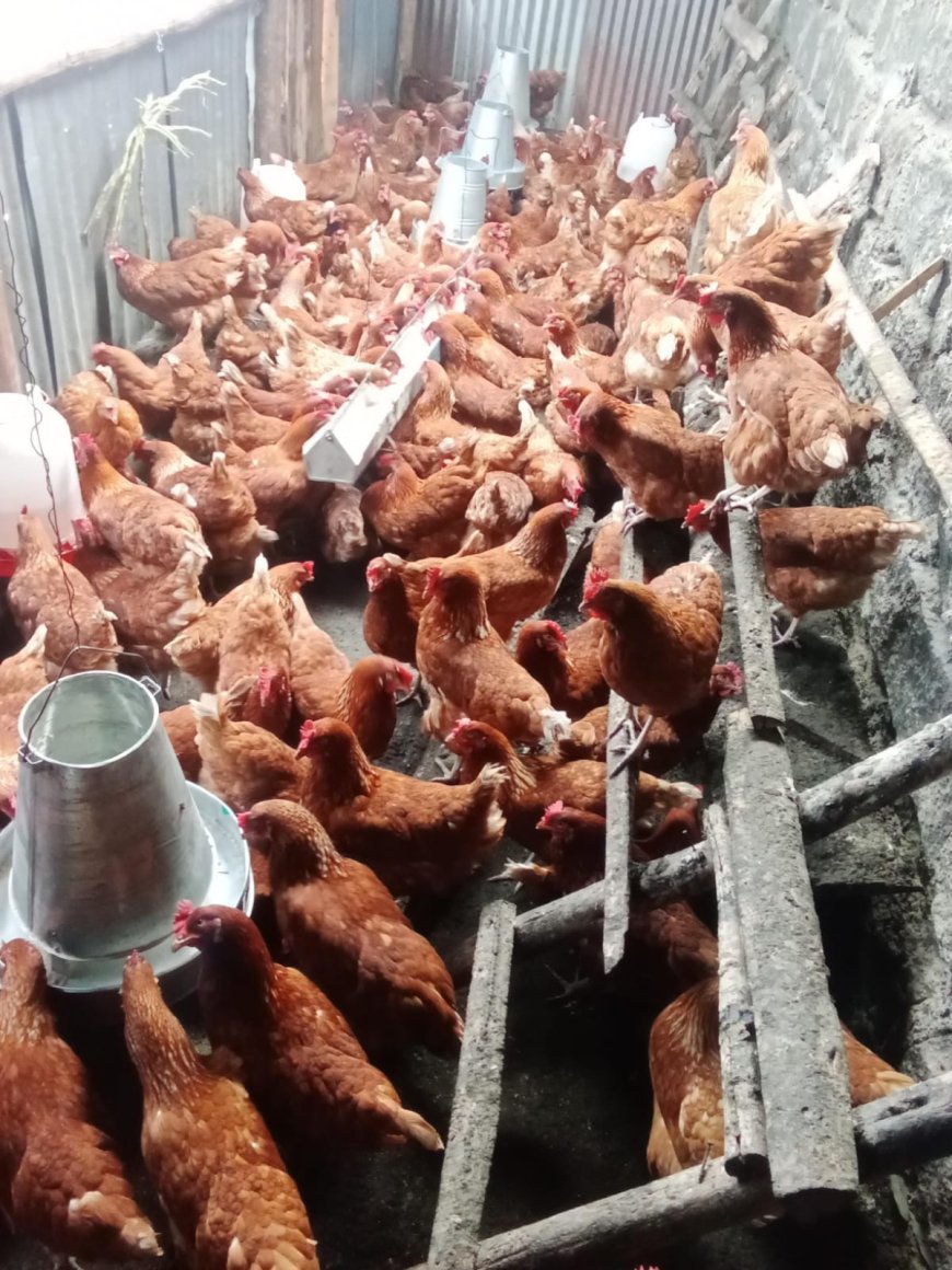 Challenges of poultry farmers