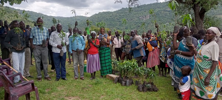 West Pokot farmers urged to try their fortune in mango farming