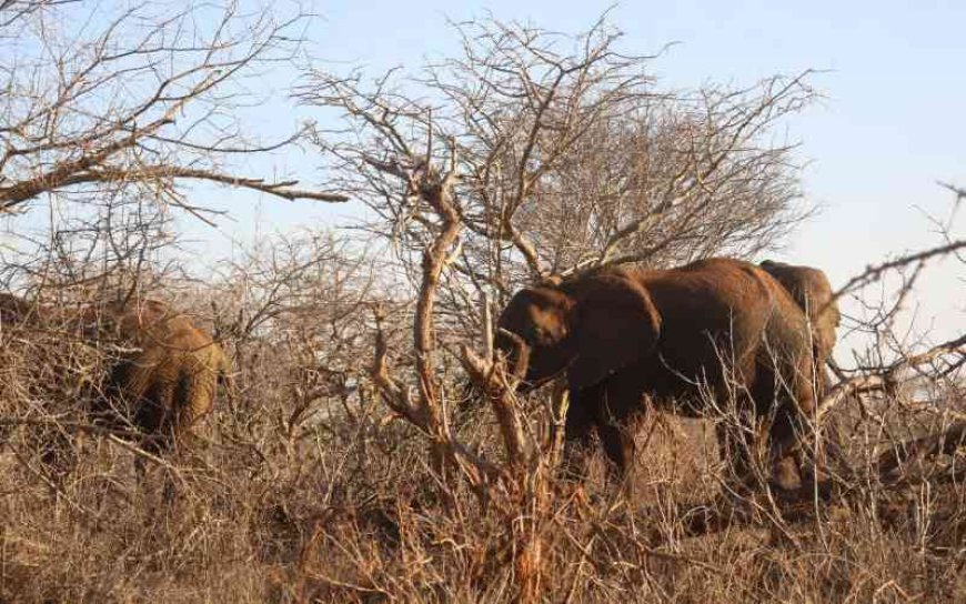 Over 70 jumbos invade farms in Kitui County