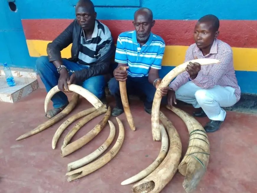 Three poachers slapped Sh 1 million bond each for illegally possessing 12 elephant tusks.