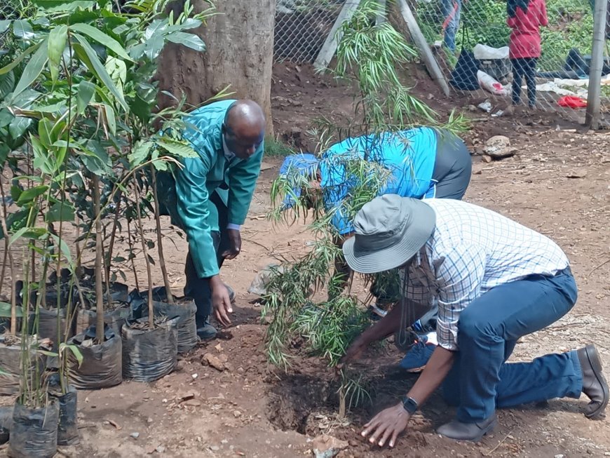 Group takes up planting of edible fruit seedlings in slum schools