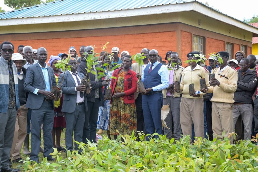 The county distributes 20,000 avocado seedlings