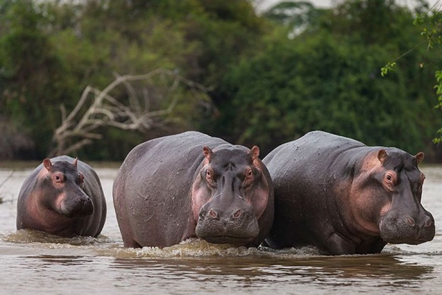 Two Killed in Tana river Hippo attack