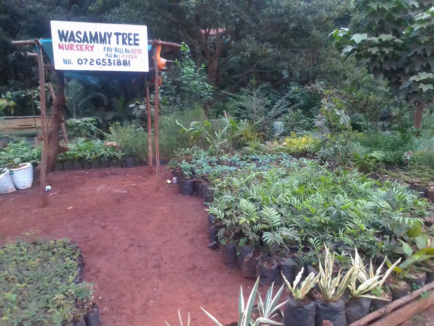 Murang’a woman makes a living from tree nursery business