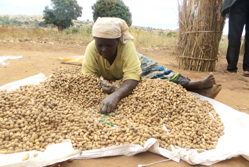 Upscaling production of edible oils in Busia