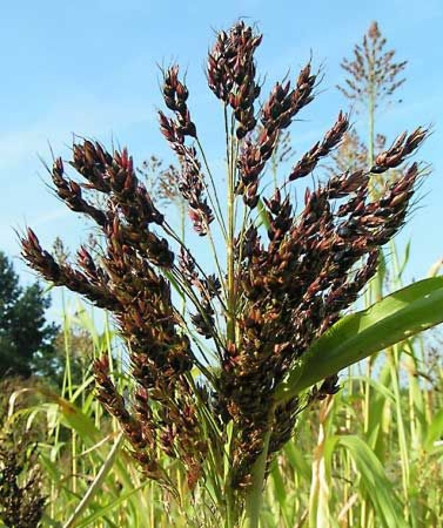 Sorghum, the high value drought-resistant crop