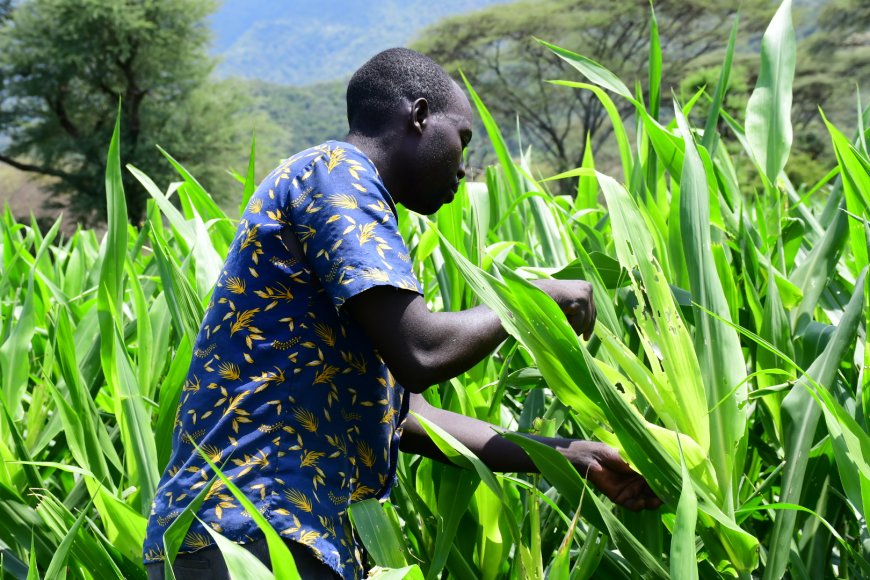 From Cattle Rustling to Cash Crops: Elgeyo Marakwet's Agricultural Transformation