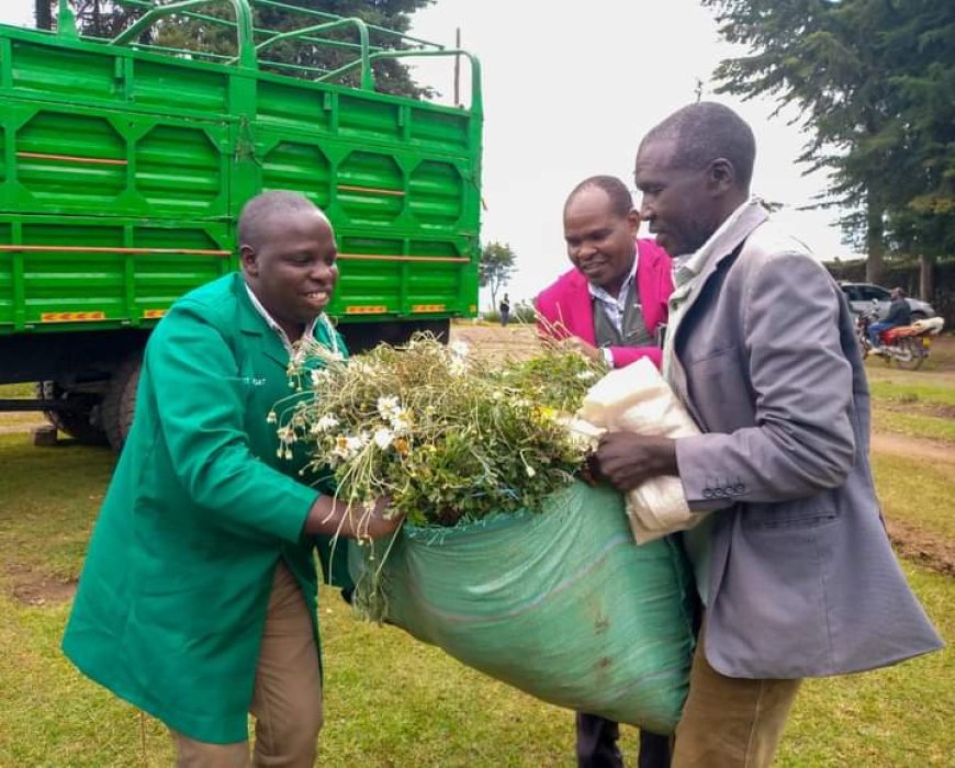 County Offers Free Pyrethrum Seedlings to revive farming