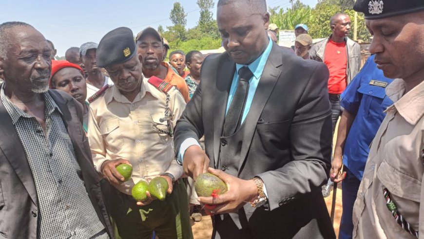 Kaharati avocado traders put on the spot over duping motorist/customers