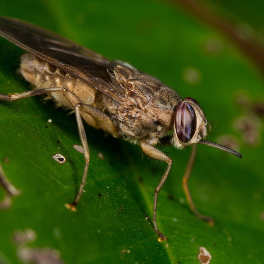 Turkana intensifies plan to control Tsetse infestation