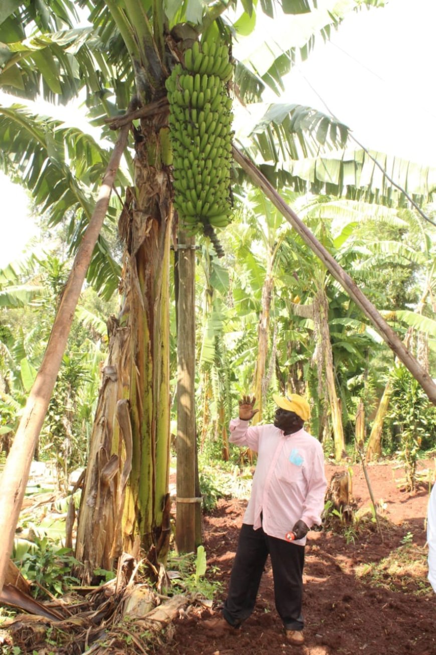 A Farmer Reaps Big from a Banana Enterprise