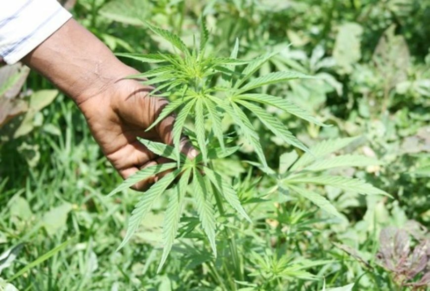 151 Bushes of Bhang found in Machakos