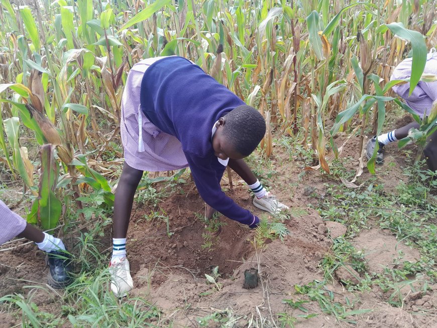 4,000 seedlings planted by Linda Mazingira initiative to mitigate effects of Climate Change