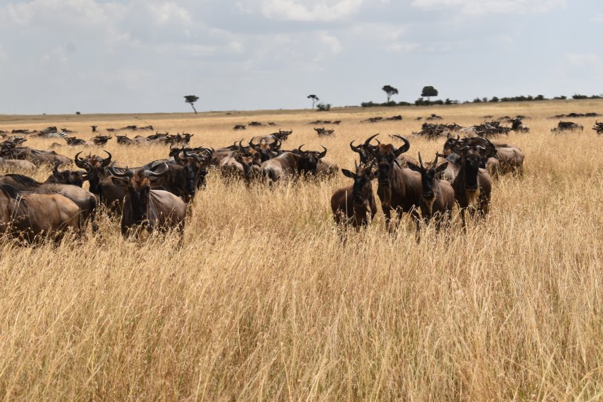 Tourists Asked to Visit Maasai Mara to Witness Wildebeest Migration