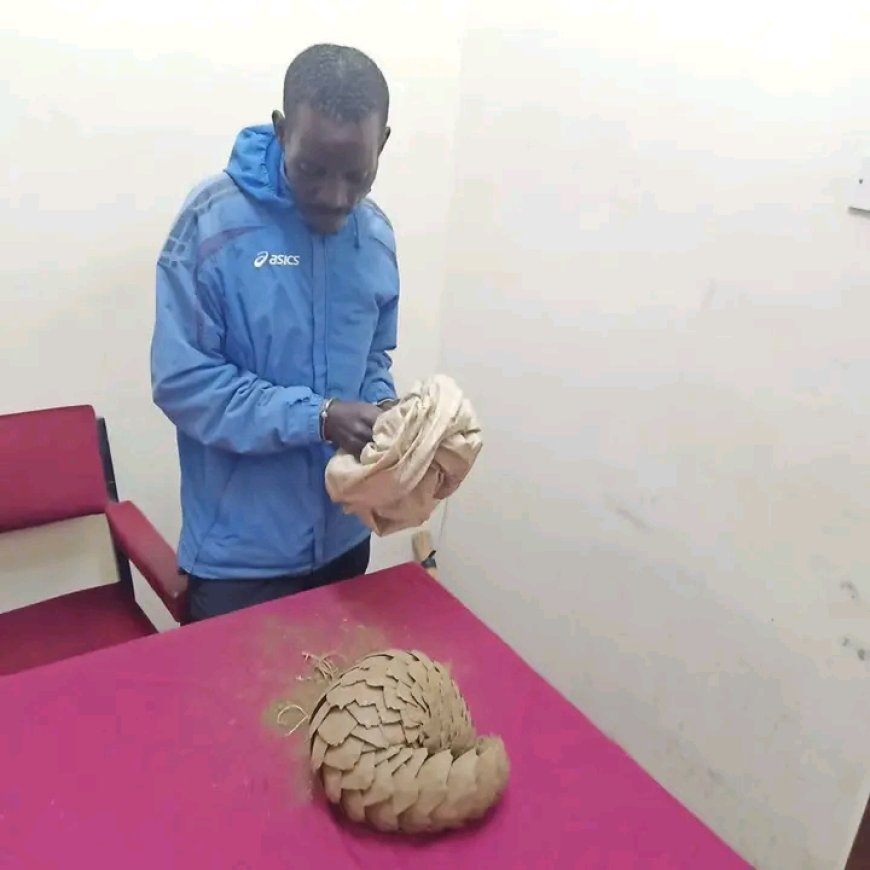 Man charged with trafficking pangolin