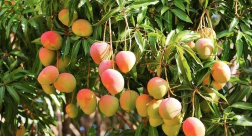 Additional approval for export of fresh mango fruits to the EU