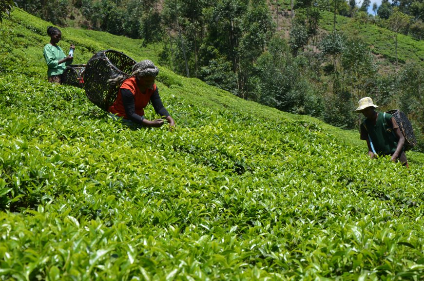 Tea farmers in Murang’a decry increased theft of produce