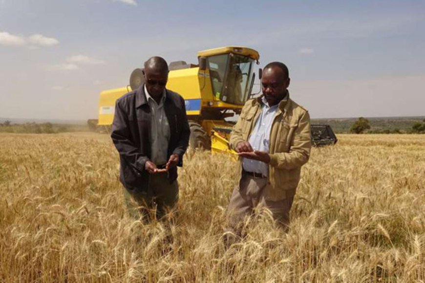 Bumper harvest for Narok wheat farmers