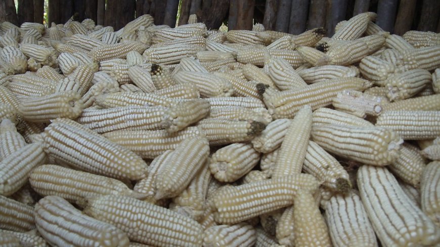 Maize prices fall below Sh100 mark per 2kilogramme tin in Busia