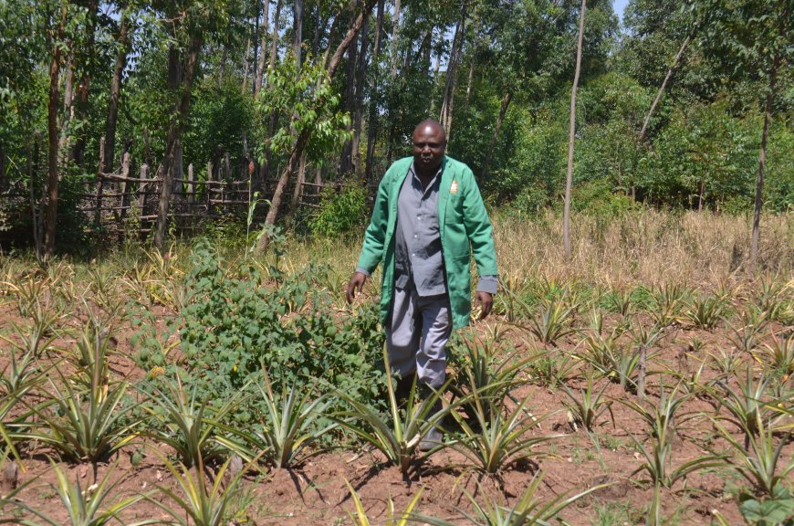 Migori Farmer Ventures into Pineapple Production