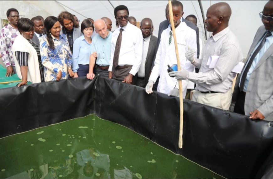 County Government banking on Spirulina to fight malnutrition