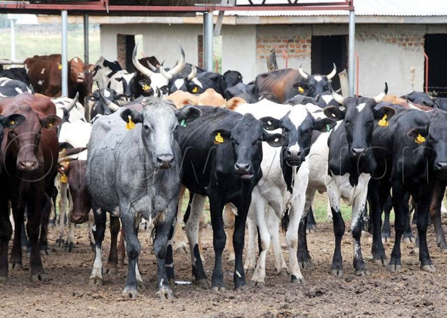 Gaturi Residents decry Farm produce and livestock theft