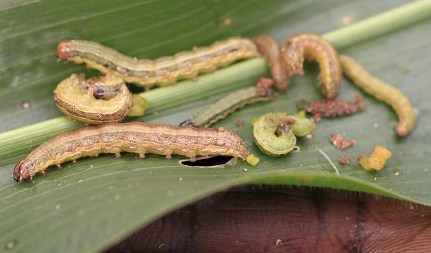 Integrated approach to contain fall army worm