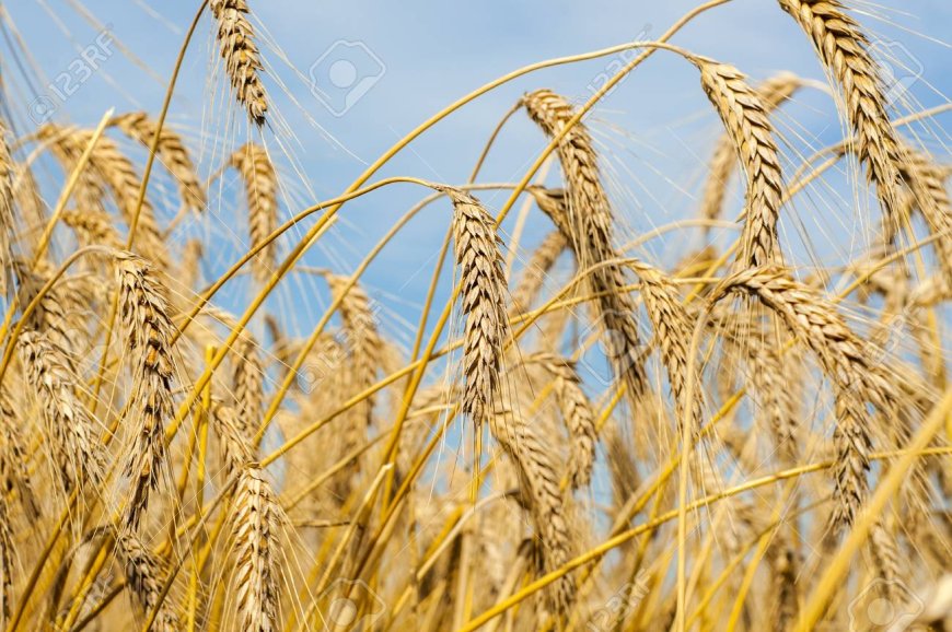 Bumper wheat harvest expected in Kenya