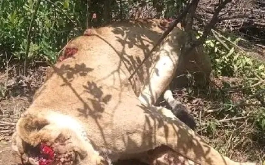 Marauding lion attack leaves three people nursing serious injuries