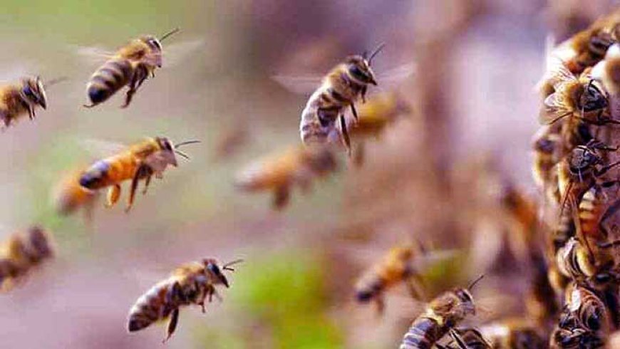 Concern as bees attack 49 pupils at Kari Primary School