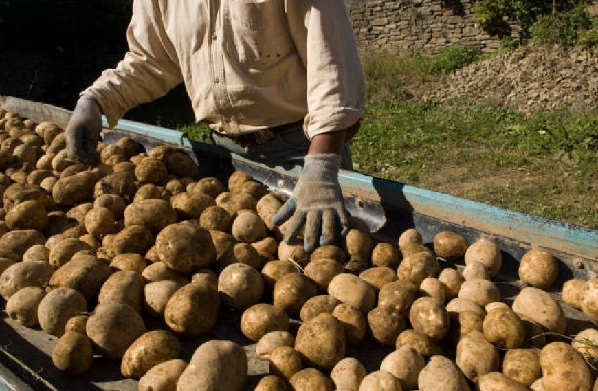 Potato processing plant to be set up in Nakuru