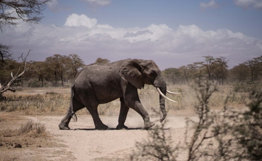 Five people killed so far by the elephants