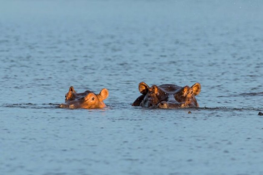 Bunyala fishermen decry rising cases of hippo attacks