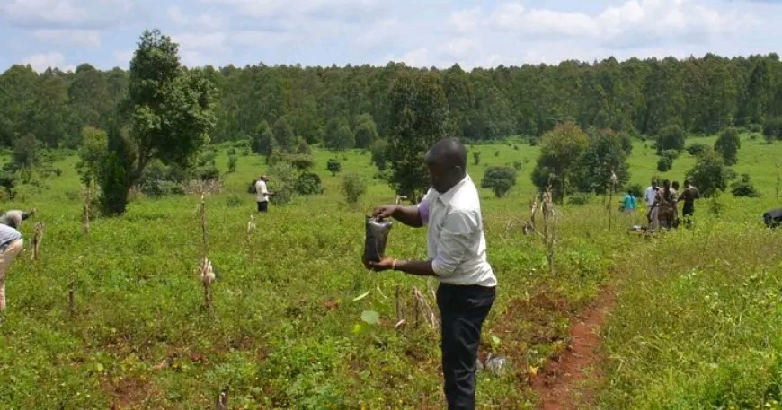 Makueni to plant 230 million tree seedlings by 2032