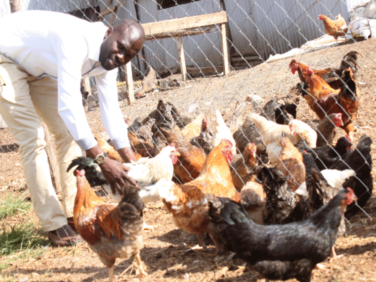 Vihiga Farmer Advocates for Indigenous Poultry Farming, Highlights Benefits