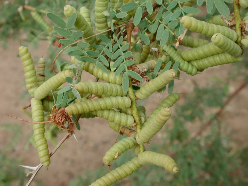 Turkana develops blueprint to tackle prosopis menace