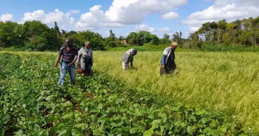 County initiates a raft of measures to stimulate agricultural growth